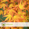 Plant in a Box - Acer palmatum 'Katsura' - Japanse Esdoorn - Winterhard - Tuinplant - Pot 19cm - Hoogte 60-70cm