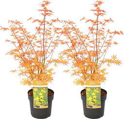 Plant in a Box - Acer palmatum 'Katsura' - Set van 2 - Japanse Esdoorn - Winterhard - Tuinplant - Pot 19cm - Hoogte 60-70cm