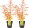 Plant in a Box - Acer palmatum 'Katsura' - Set van 2 - Japanse Esdoorn - Winterhard - Tuinplant - Pot 19cm - Hoogte 60-70cm