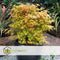 Plant in a Box - Acer palmatum 'Katsura' - Set van 2 - Japanse Esdoorn - Winterhard - Tuinplant - Pot 19cm - Hoogte 60-70cm