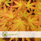 Plant in a Box - Acer palmatum 'Katsura' - Set van 2 - Japanse Esdoorn - Winterhard - Tuinplant - Pot 19cm - Hoogte 60-70cm