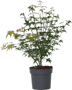 Plant in a Box - Acer palmatum 'Little Princess' - Japanse Esdoorn - Winterhard - Tuinplant - Pot 19cm - Hoogte 45-55cm