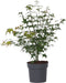 Plant in a Box - Acer palmatum 'Little Princess' - Japanse Esdoorn - Winterhard - Tuinplant - Pot 19cm - Hoogte 45-55cm