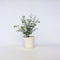 Plant in a Box - Acer palmatum 'Little Princess' - Japanse Esdoorn - Winterhard - Tuinplant - Pot 19cm - Hoogte 45-55cm