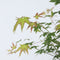 Plant in a Box - Acer palmatum 'Little Princess' - Japanse Esdoorn - Winterhard - Tuinplant - Pot 19cm - Hoogte 45-55cm
