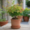 Plant in a Box - Acer palmatum 'Little Princess' - Japanse Esdoorn - Winterhard - Tuinplant - Pot 19cm - Hoogte 45-55cm