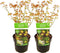 Plant in a Box - Acer palmatum 'Little Princess' - Set an 2 - Japanse Esdoorn - Winterhard - Tuinplant - Pot 19cm - Hoogte 45-55cm