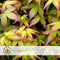 Plant in a Box - Acer palmatum 'Little Princess' - Set an 2 - Japanse Esdoorn - Winterhard - Tuinplant - Pot 19cm - Hoogte 45-55cm