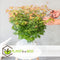 Plant in a Box - Acer palmatum 'Little Princess' - Set an 2 - Japanse Esdoorn - Winterhard - Tuinplant - Pot 19cm - Hoogte 45-55cm