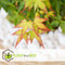 Plant in a Box - Acer palmatum 'Little Princess' - Set an 2 - Japanse Esdoorn - Winterhard - Tuinplant - Pot 19cm - Hoogte 45-55cm