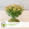 Plant in a Box - Acer palmatum 'Little Princess' - Set an 2 - Japanse Esdoorn - Winterhard - Tuinplant - Pot 19cm - Hoogte 45-55cm