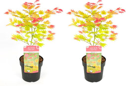 Plant in a Box - Acer palmatum 'Moonrise' - Set van 2 - Japanse esdoorn Winterhard - Pot 19cm - Hoogte 40-50cm