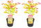 Plant in a Box - Acer palmatum 'Moonrise' - Set van 2 - Japanse esdoorn Winterhard - Pot 19cm - Hoogte 40-50cm