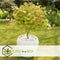Plant in a Box - Acer palmatum 'Moonrise' - Set van 2 - Japanse esdoorn Winterhard - Pot 19cm - Hoogte 40-50cm