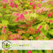 Plant in a Box - Acer palmatum 'Moonrise' - Set van 2 - Japanse esdoorn Winterhard - Pot 19cm - Hoogte 40-50cm