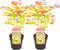 Plant in a Box - Acer palmatum 'Moonrise' - Set van 2 - Japanse esdoorn Winterhard - Pot 19cm - Hoogte 40-50cm