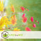 Plant in a Box - Acer palmatum 'Moonrise' - Set van 2 - Japanse esdoorn Winterhard - Pot 19cm - Hoogte 40-50cm