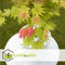 Plant in a Box - Acer palmatum 'Moonrise' - Set van 2 - Japanse esdoorn Winterhard - Pot 19cm - Hoogte 40-50cm