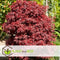Plant in a Box - Acer palmatum 'Shaina' - Japanse Esdoorn boom winterhard - Rode bladeren - Pot 19cm - Hoogte 80-90cm