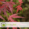 Plant in a Box - Acer palmatum 'Shaina' - Japanse Esdoorn boom winterhard - Rode bladeren - Pot 19cm - Hoogte 80-90cm