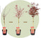 Plant in a Box - Acer palmatum 'Shaina' - Japanse Esdoorn boom winterhard - Rode bladeren - Pot 19cm - Hoogte 80-90cm