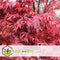Plant in a Box - Acer palmatum 'Shaina' - Japanse Esdoorn boom winterhard - Rode bladeren - Pot 19cm - Hoogte 80-90cm