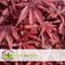 Plant in a Box - Acer palmatum 'Shaina' - Japanse Esdoorn boom winterhard - Rode bladeren - Pot 19cm - Hoogte 80-90cm