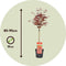 Plant in a Box - Acer palmatum 'Shaina' - Japanse Esdoorn boom winterhard - Rode bladeren - Pot 19cm - Hoogte 80-90cm