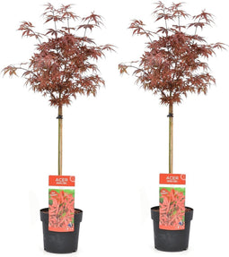 Plant in a Box - Acer palmatum 'Shaina' - Set van 2 - Japanse Esdoorn boom winterhard - Rode bladeren - Pot 19cm - Hoogte 80-90cm