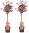 Plant in a Box - Acer palmatum 'Shaina' - Set van 2 - Japanse Esdoorn boom winterhard - Rode bladeren - Pot 19cm - Hoogte 80-90cm