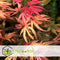 Plant in a Box - Acer palmatum 'Shaina' - Set van 2 - Japanse Esdoorn boom winterhard - Rode bladeren - Pot 19cm - Hoogte 80-90cm