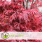 Plant in a Box - Acer palmatum 'Shaina' - Set van 2 - Japanse Esdoorn boom winterhard - Rode bladeren - Pot 19cm - Hoogte 80-90cm