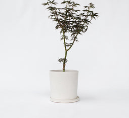 Plant in a Box - Acer palmatum Starfish - Japanse esdoorn winterhard - Pot 19cm - Hoogte 60-70cm