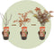 Plant in a Box - Acer palmatum Starfish - Japanse esdoorn winterhard - Pot 19cm - Hoogte 60-70cm