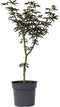 Plant in a Box - Acer palmatum Starfish - Japanse esdoorn winterhard - Pot 19cm - Hoogte 60-70cm