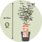 Plant in a Box - Acer palmatum Starfish - Japanse esdoorn winterhard - Pot 19cm - Hoogte 60-70cm
