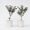 Plant in a Box - Acer palmatum Starfish - Set van 2 - Japanse esdoorn winterhard - Pot 19cm - Hoogte 60-70cm