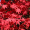 Plant in a Box - Acer palmatum Starfish - Set van 2 - Japanse esdoorn winterhard - Pot 19cm - Hoogte 60-70cm