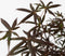 Plant in a Box - Acer palmatum Starfish - Set van 2 - Japanse esdoorn winterhard - Pot 19cm - Hoogte 60-70cm