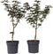 Plant in a Box - Acer palmatum Starfish - Set van 2 - Japanse esdoorn winterhard - Pot 19cm - Hoogte 60-70cm