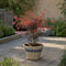 Plant in a Box - Acer palmatum Starfish - Set van 2 - Japanse esdoorn winterhard - Pot 19cm - Hoogte 60-70cm