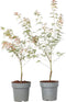 Plant in a Box - Acer palmatum 'Taylor' - Set van 2 - Japanse esdoorn - ø15cm - Hoogte 35-55cm