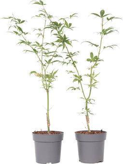 Plant in a Box - Acer palmatum 'Ukigumo' - set van 2 - Japanse Esdoorn - ⌀15cm - Hoogte 35-55cm