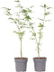 Plant in a Box - Acer palmatum 'Ukigumo' - set van 2 - Japanse Esdoorn - ⌀15cm - Hoogte 35-55cm