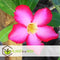 Plant in a Box - Adenium Obesum - Bloeiende Woestijnrozen - Pot 10.5cm - Hoogte 25-40cm