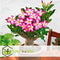 Plant in a Box - Adenium Obesum - Bloeiende Woestijnrozen - Pot 10.5cm - Hoogte 25-40cm