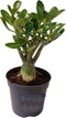 Plant in a Box - Adenium Obesum - Bloeiende Woestijnrozen - Pot 10.5cm - Hoogte 25-40cm