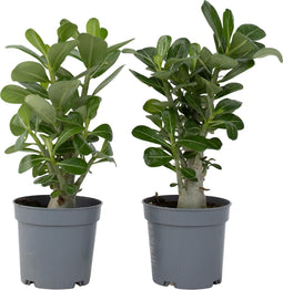 Plant in a Box - Adenium Obesum - Set van 2 - Bloeiende Woestijnrozen - Pot 10,5cm - Hoogte 25-40cm