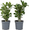 Plant in a Box - Adenium Obesum - Set van 2 - Bloeiende Woestijnrozen - Pot 10,5cm - Hoogte 25-40cm