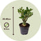 Plant in a Box - Adenium Obesum - Set van 2 - Bloeiende Woestijnrozen - Pot 10,5cm - Hoogte 25-40cm
